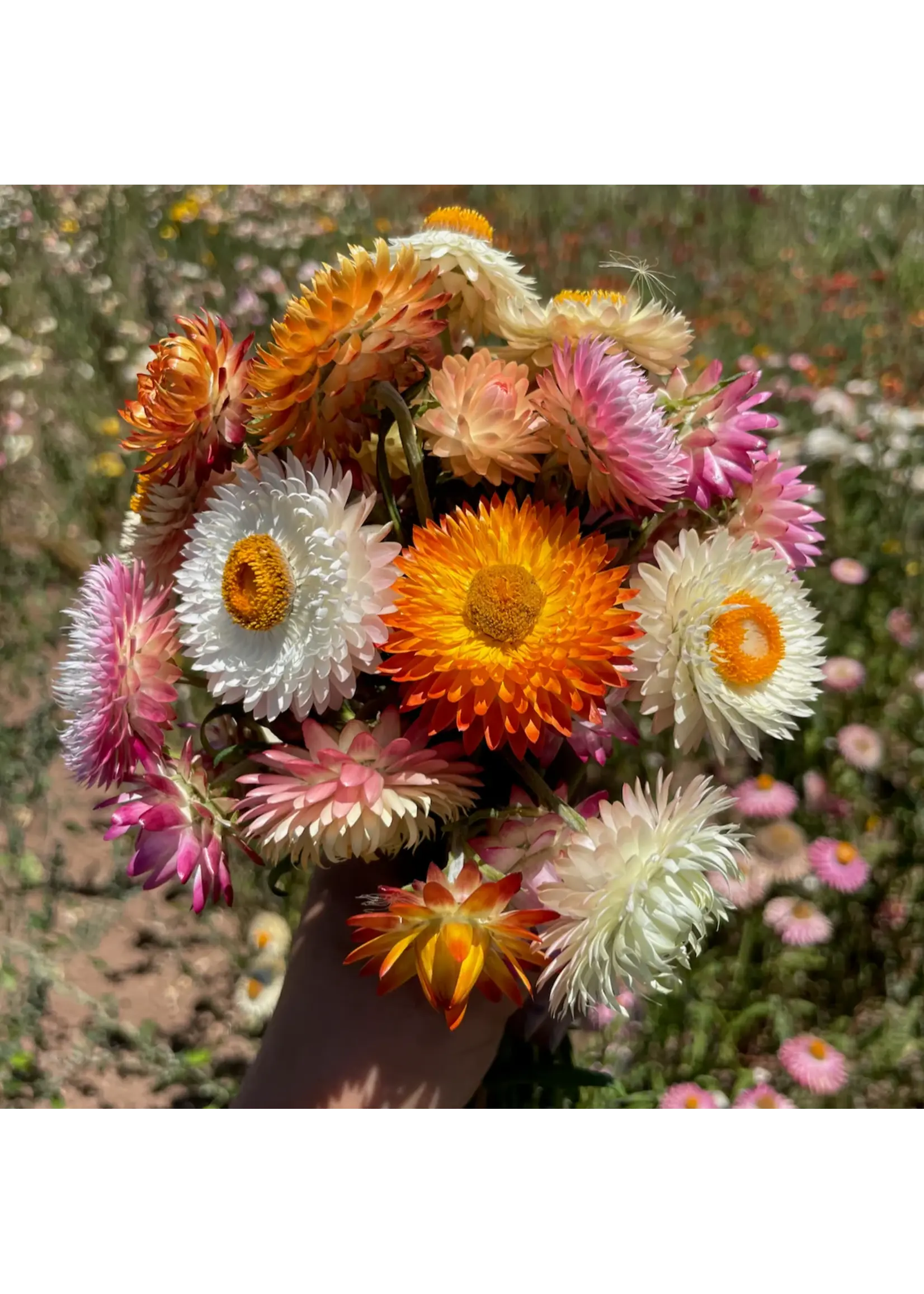 Plant Good Seed Company Strawflower - Roggli Riesen Organic