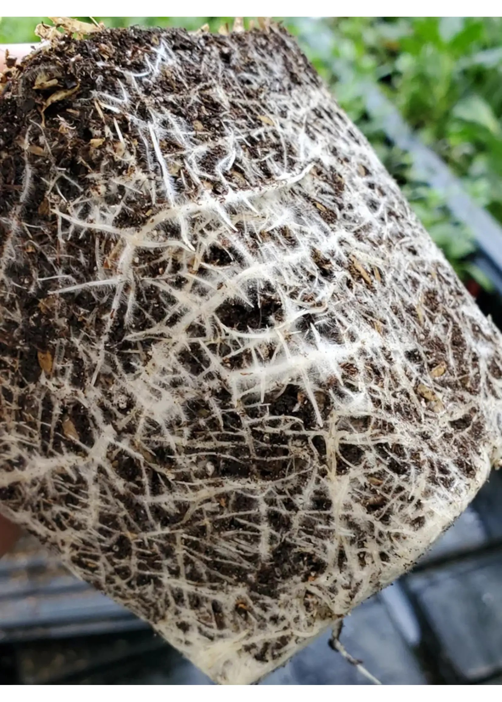 Tealab TeaLab Bokashi Biochar Blend: BioKashi 5 Gallon