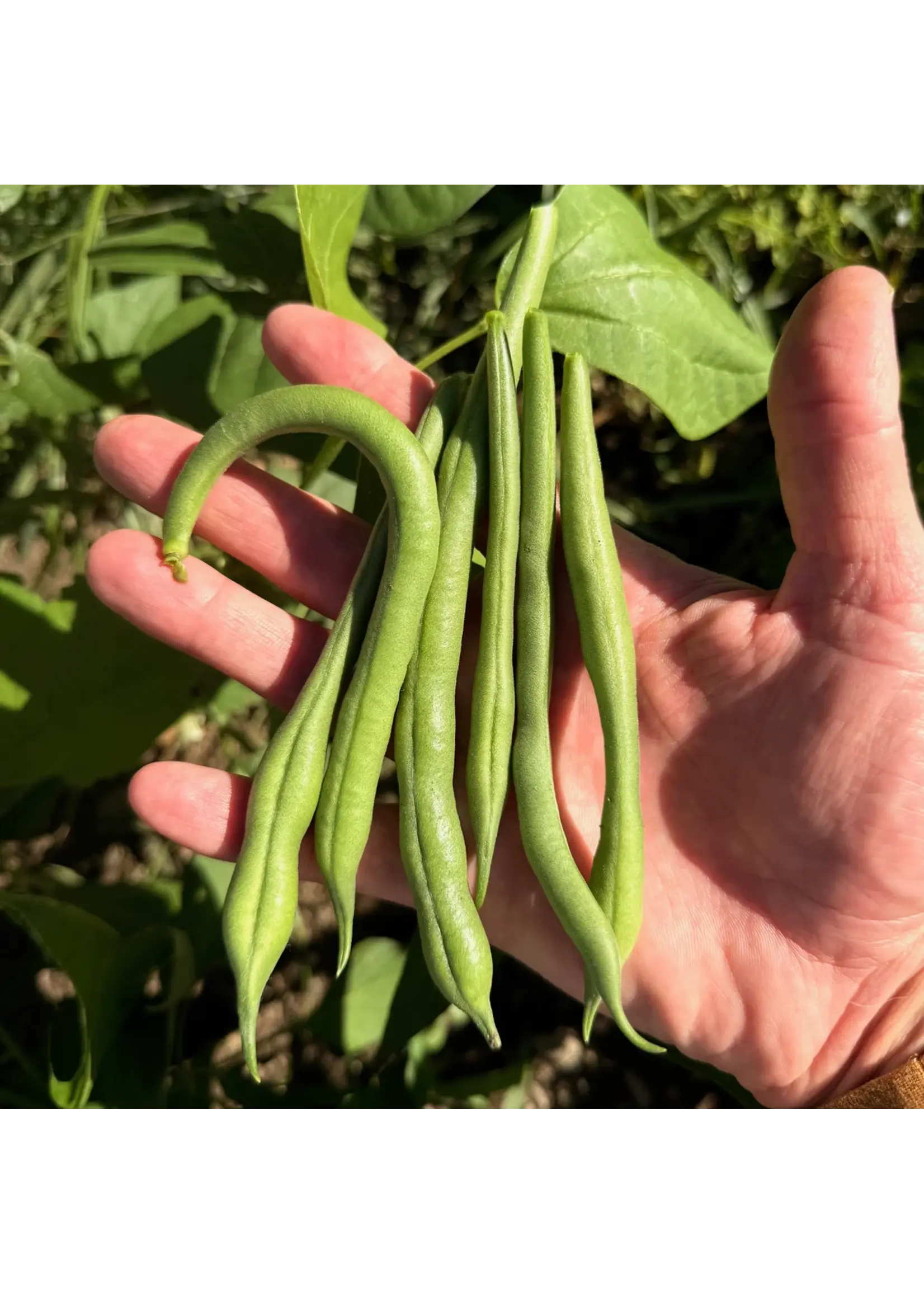 Plant Good Seed Company Snap Bean - Jade Organic