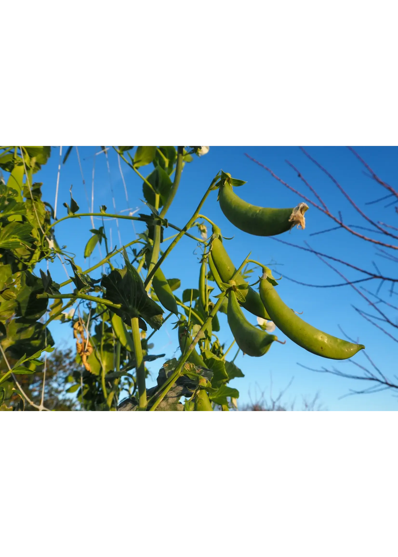 Plant Good Seed Company Pea - Cascadia Snap Organic
