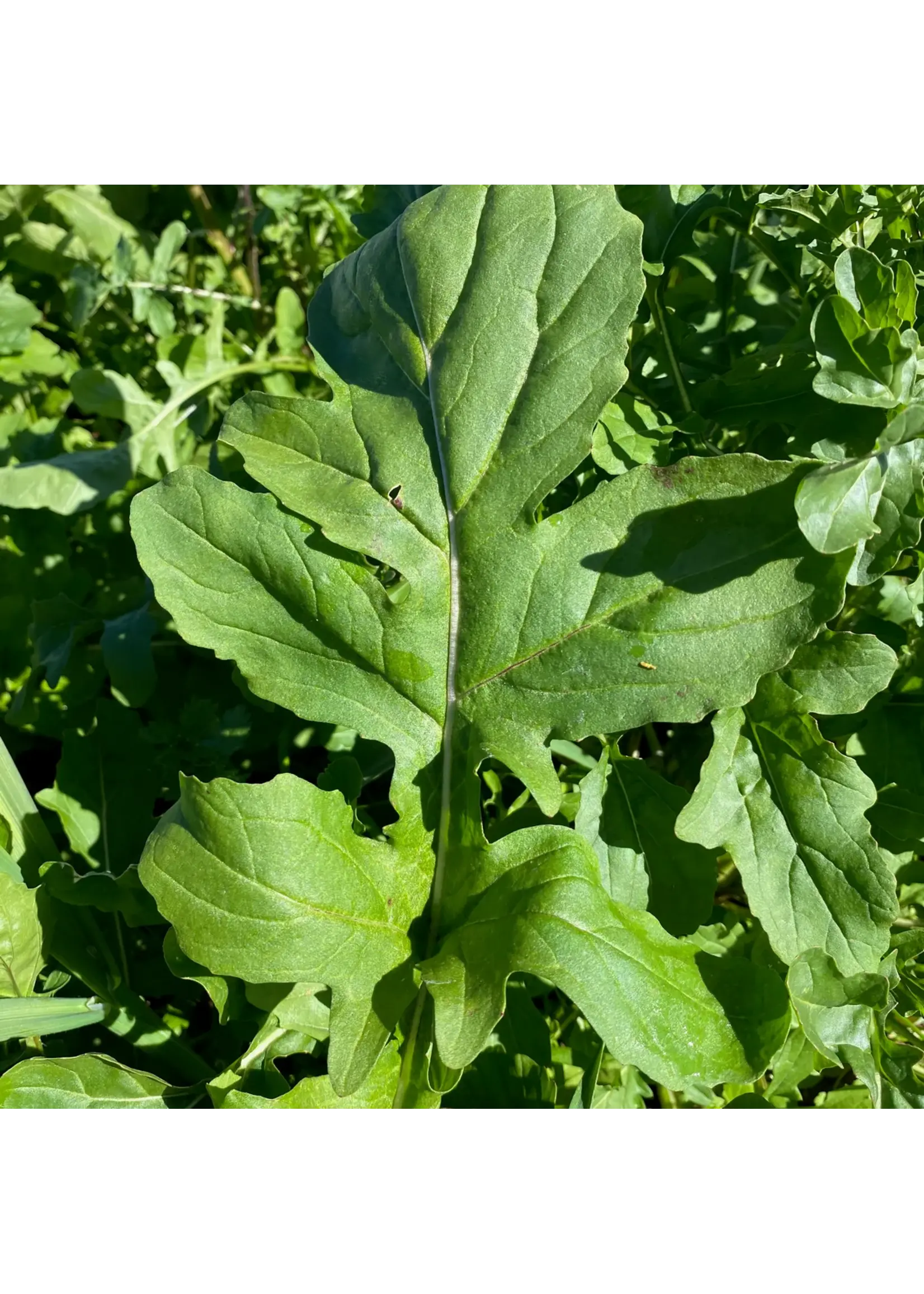 Plant Good Seed Company Arugula - Astro Organic