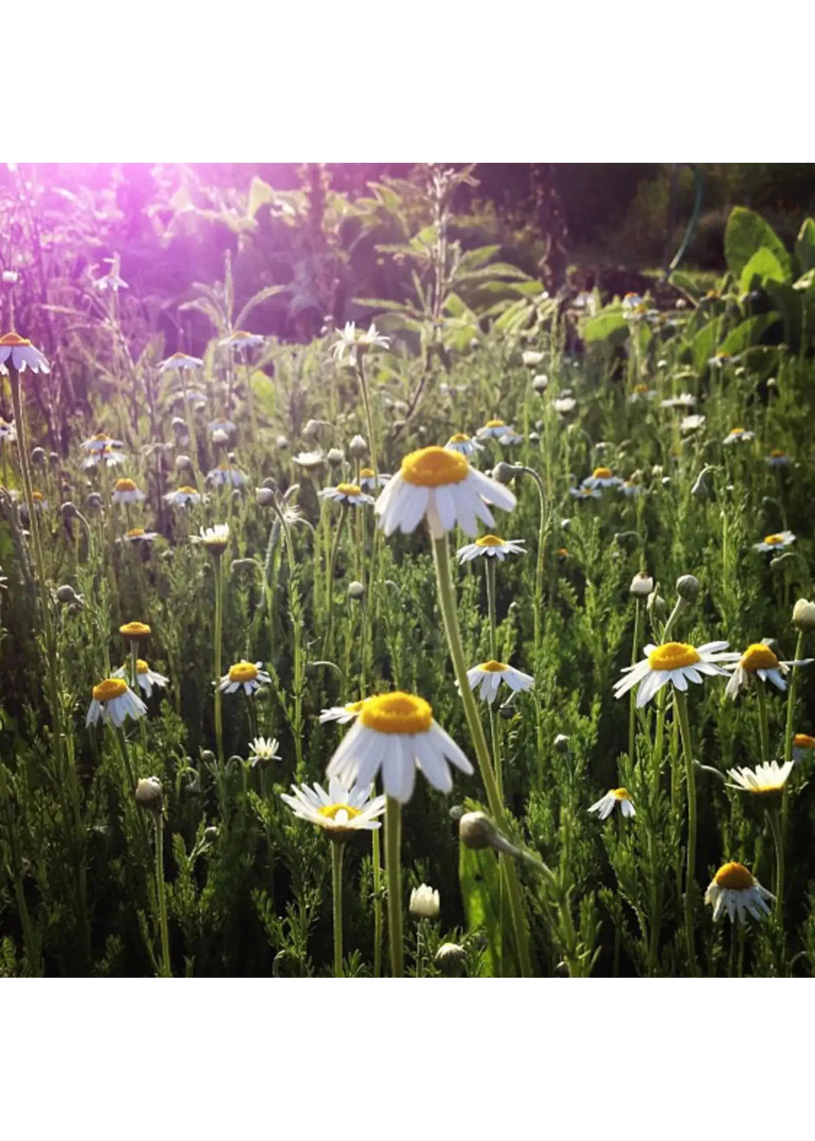 Plant Good Seed Company Chamomile - Roman