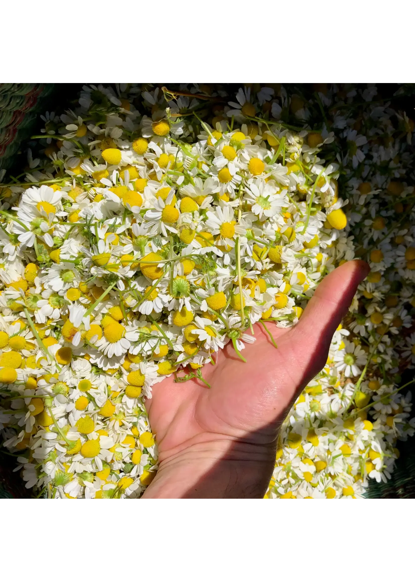 Plant Good Seed Company Chamomile - German Organic