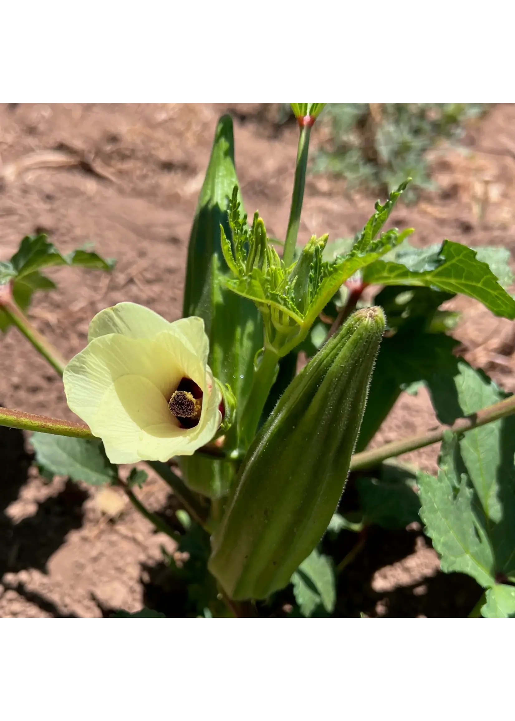 Plant Good Seed Company Okra - Cajun Jewel Organic