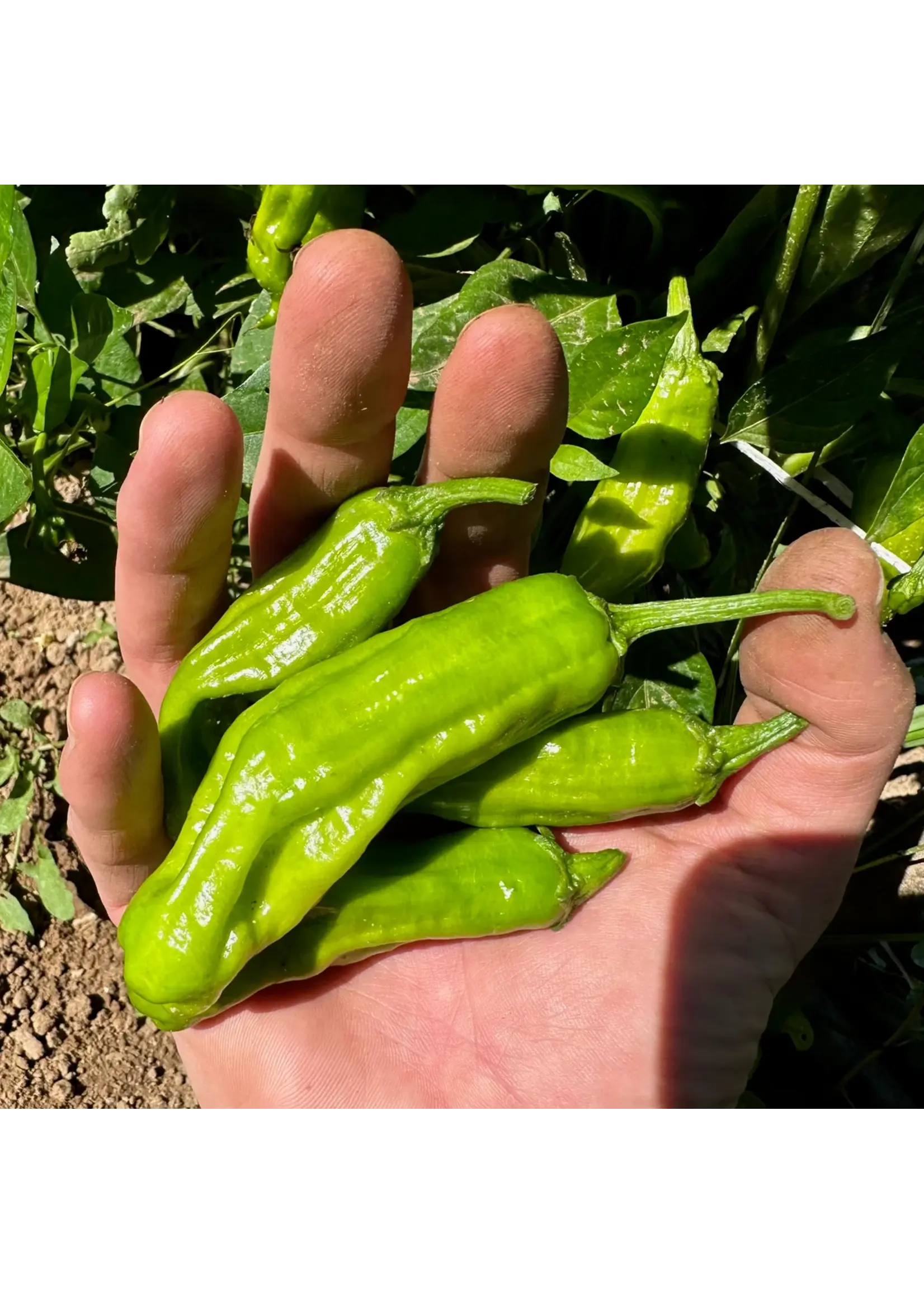Plant Good Seed Company Pepper - Shishito Organic