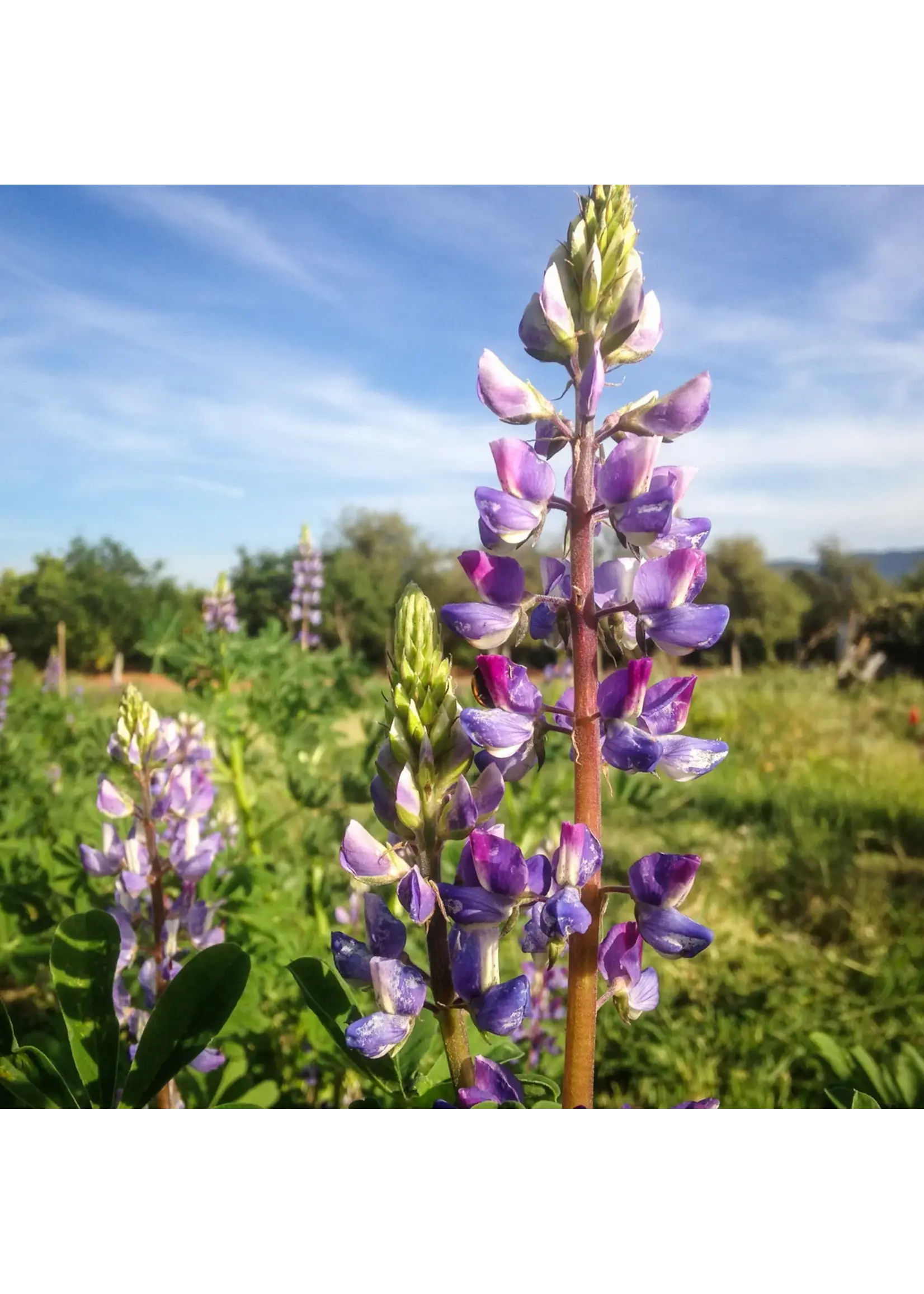 Plant Good Seed Company Lupine Flower - Arroyo Blue