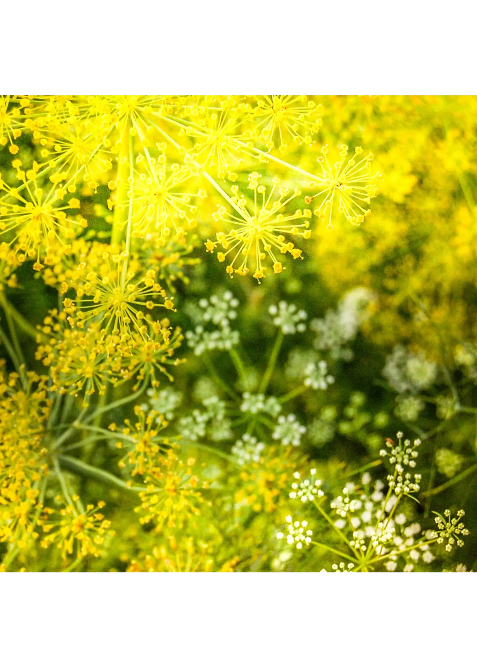 Dill - Mammoth Organic