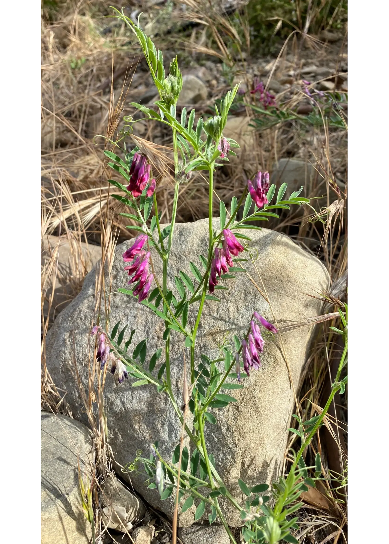 Plant Good Seed Company Purple Vetch Organic