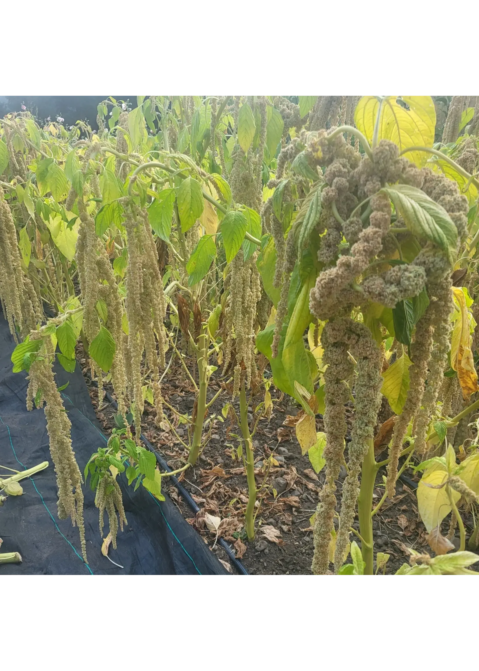 Plant Good Seed Company Amaranth - Green Tails Organic