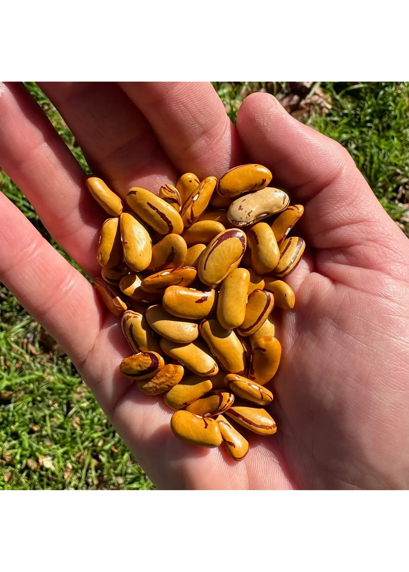 Plant Good Seed Company Bean - Tiger's Eye Organic