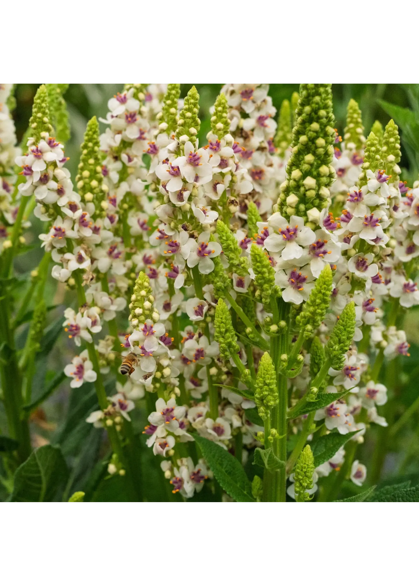 Plant Good Seed Company Mullein - Purple Throated Organic
