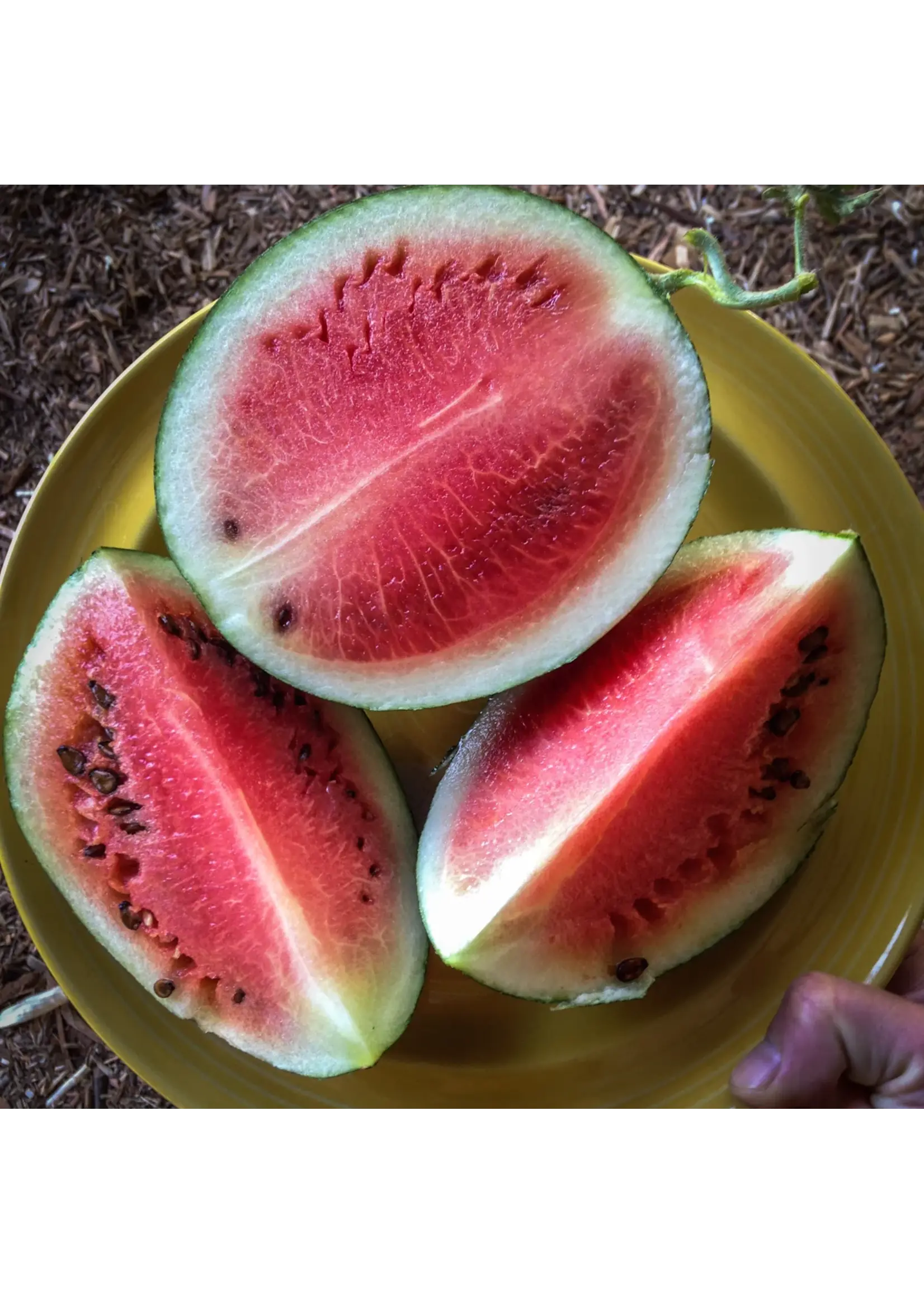 Plant Good Seed Company Watermelon - Sugar Baby Organic