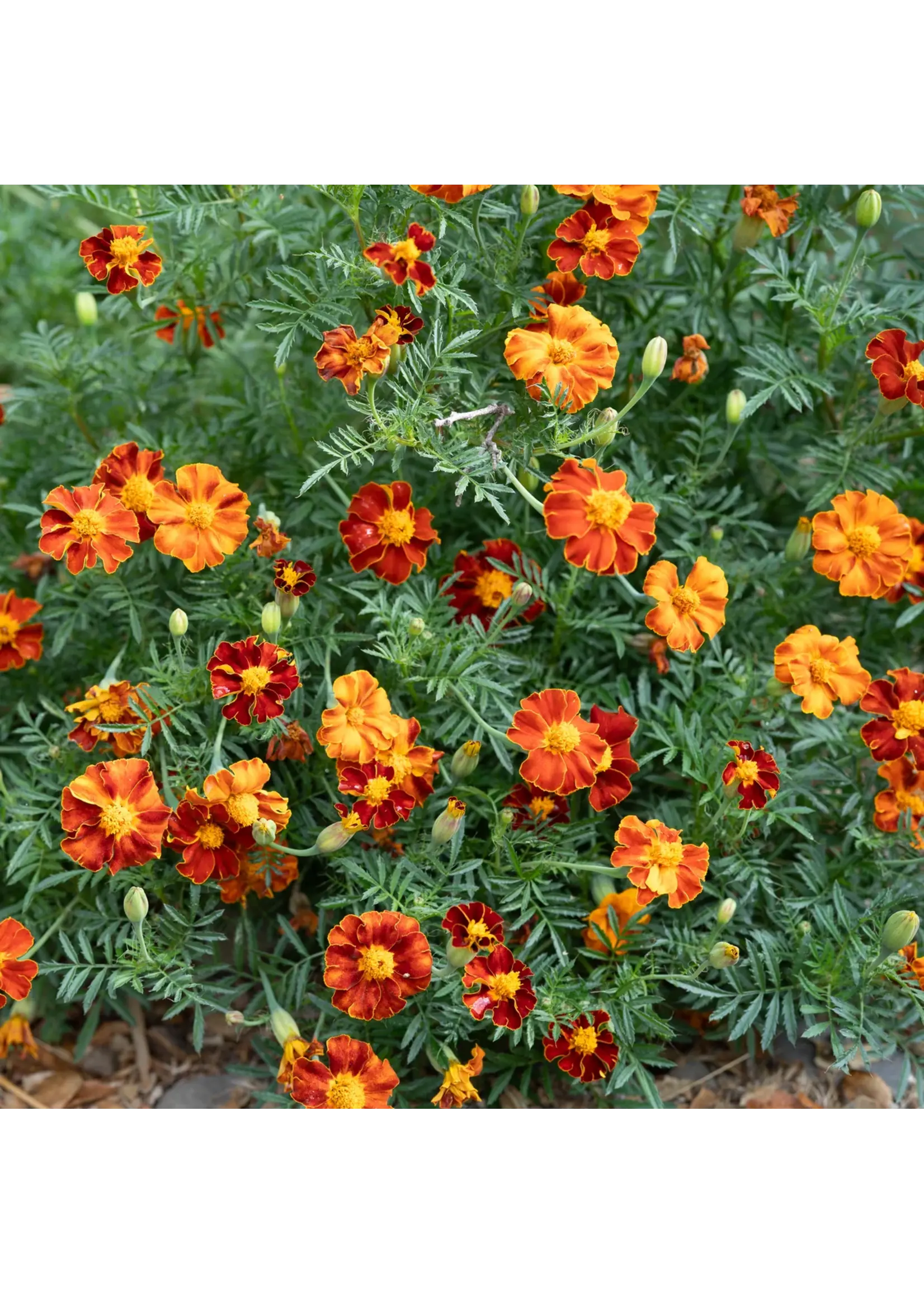 Plant Good Seed Company Marigold - Tashkent Organic