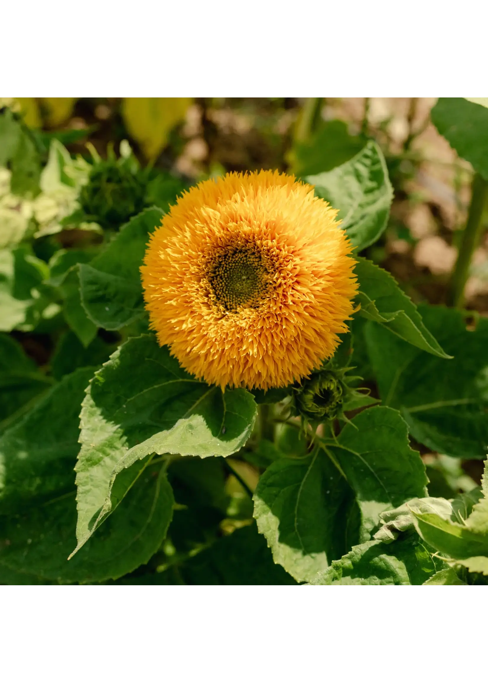 Plant Good Seed Company Sunflower - Double Goldy F1 Organic