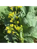 Redwood Seeds Black Mustard Organic