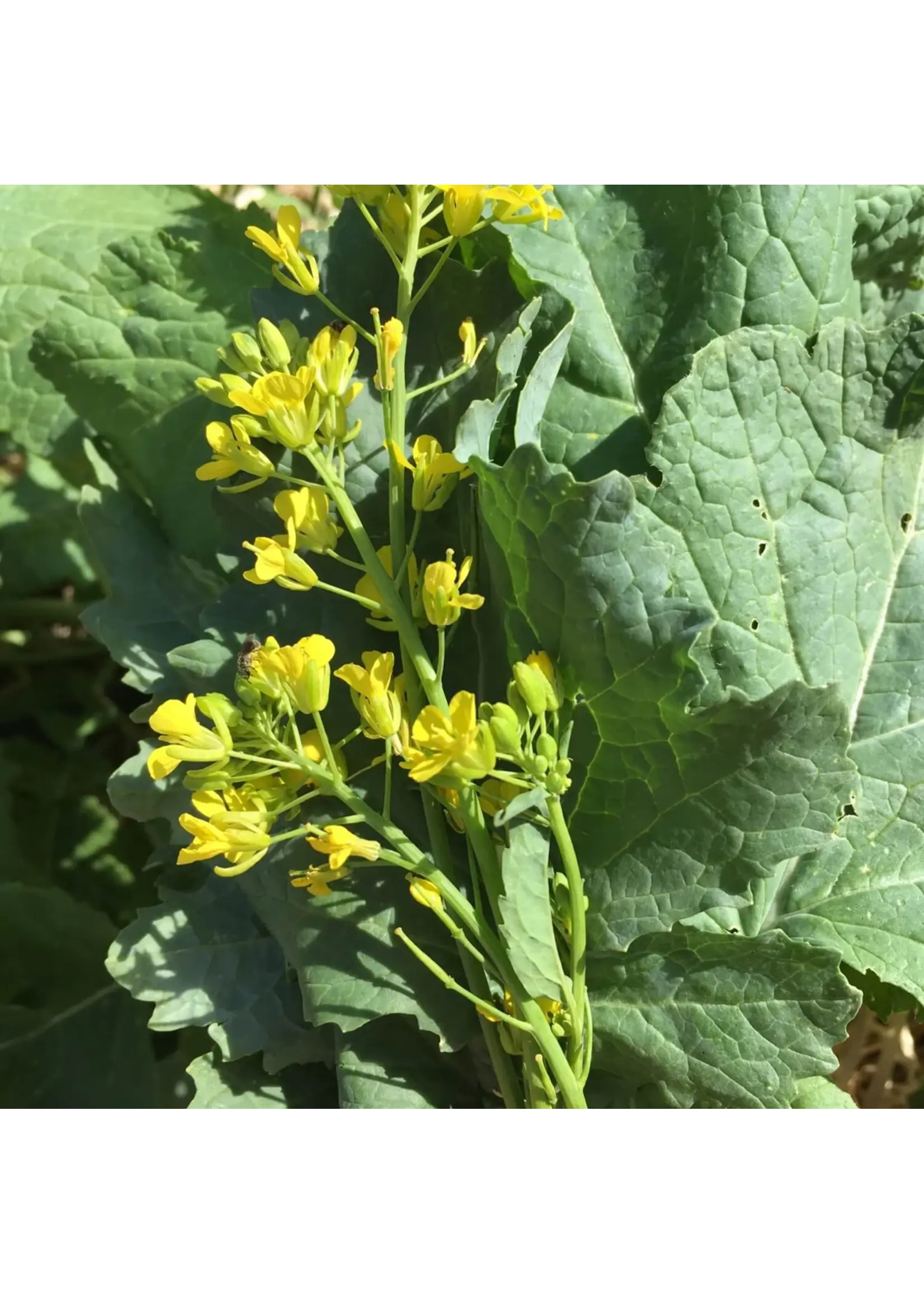 Redwood Seeds Black Mustard Organic