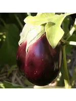 Redwood Seeds Eggplant- Black Beauty Organic