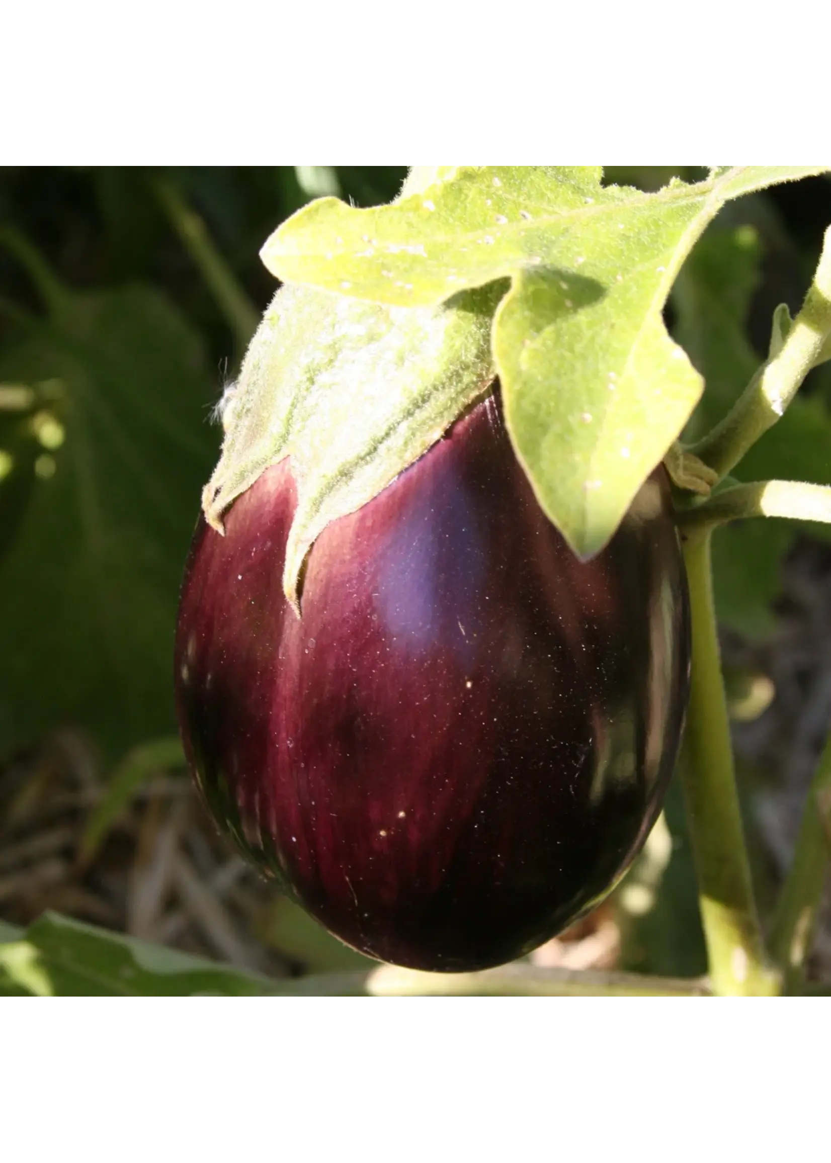 Redwood Seeds Eggplant- Black Beauty Organic
