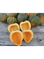 Redwood Seeds Sweet Reba Acorn Squash Organic