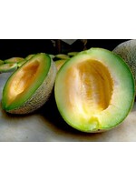 Redwood Seeds Ice Cream Melon Organic