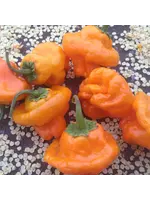 Redwood Seeds Pepper - Scotch Bonnet Hot Organic