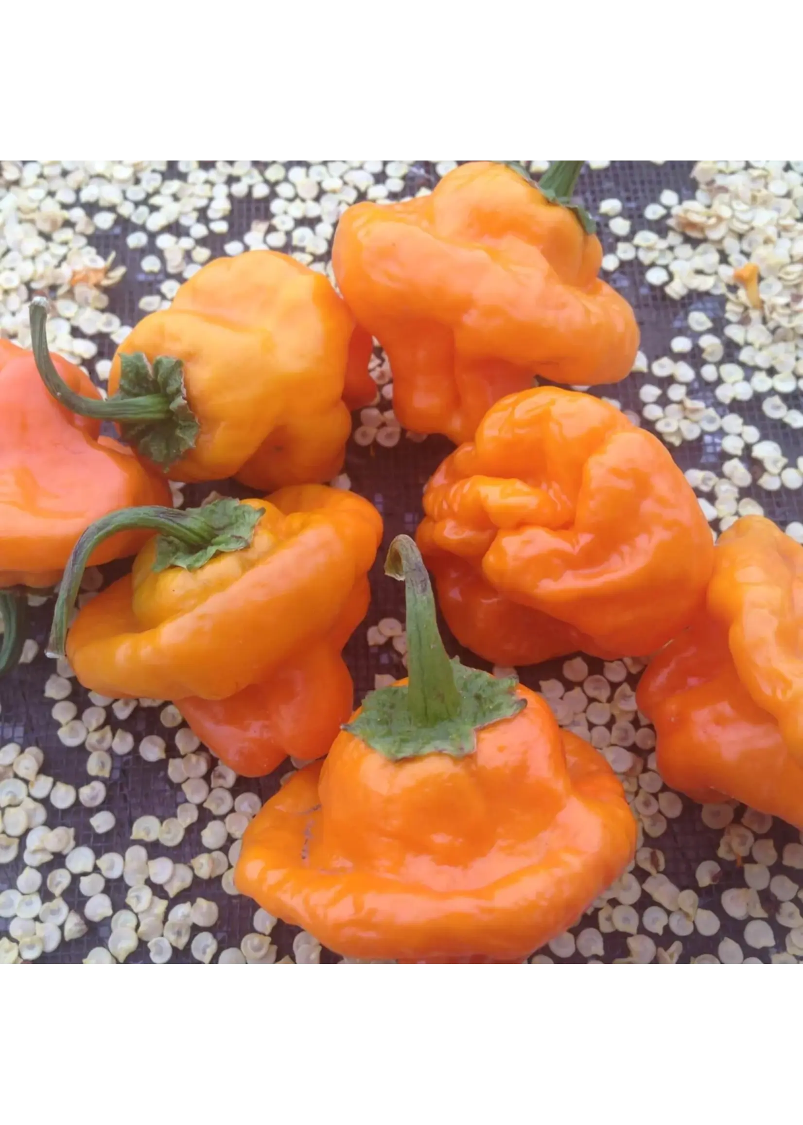 Redwood Seeds Pepper - Scotch Bonnet Hot Organic
