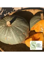 Redwood Seeds Sweetmeat Oregon Homestead Squash Organic