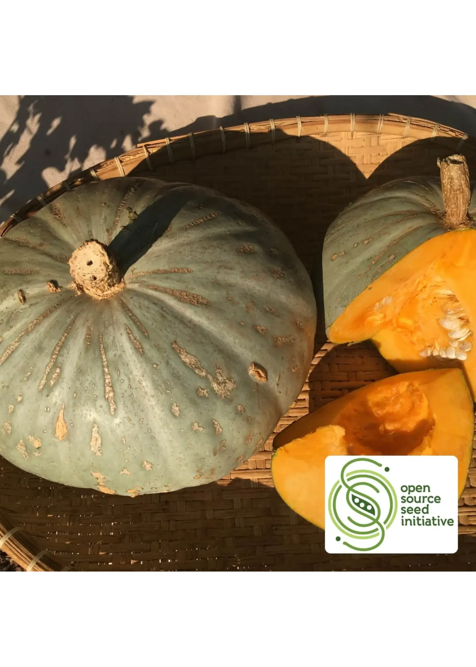 Redwood Seeds Sweetmeat Oregon Homestead Squash Organic