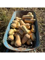 Redwood Seeds Waltham Butternaut Squash Organic