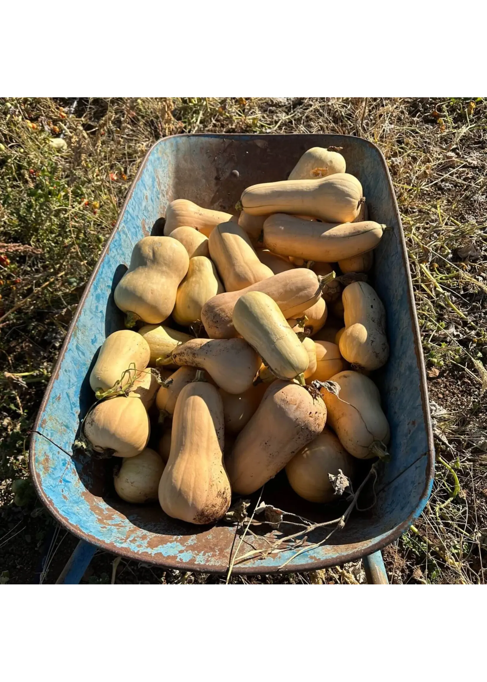 Redwood Seeds Waltham Butternaut Squash Organic