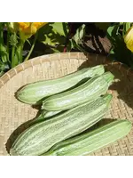 Redwood Seeds Costata Romanesco Zucchini