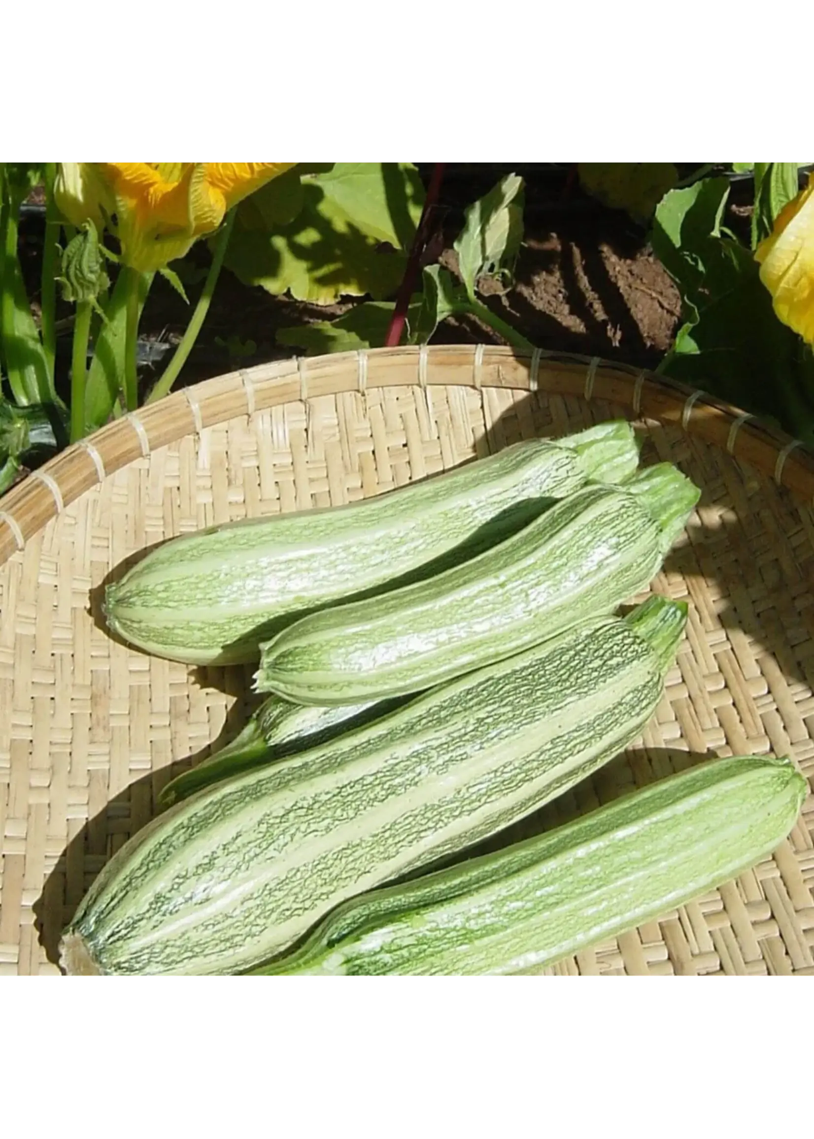 Redwood Seeds Costata Romanesco Zucchini