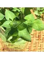 Redwood Seeds Tulsi Holy Basil Organic
