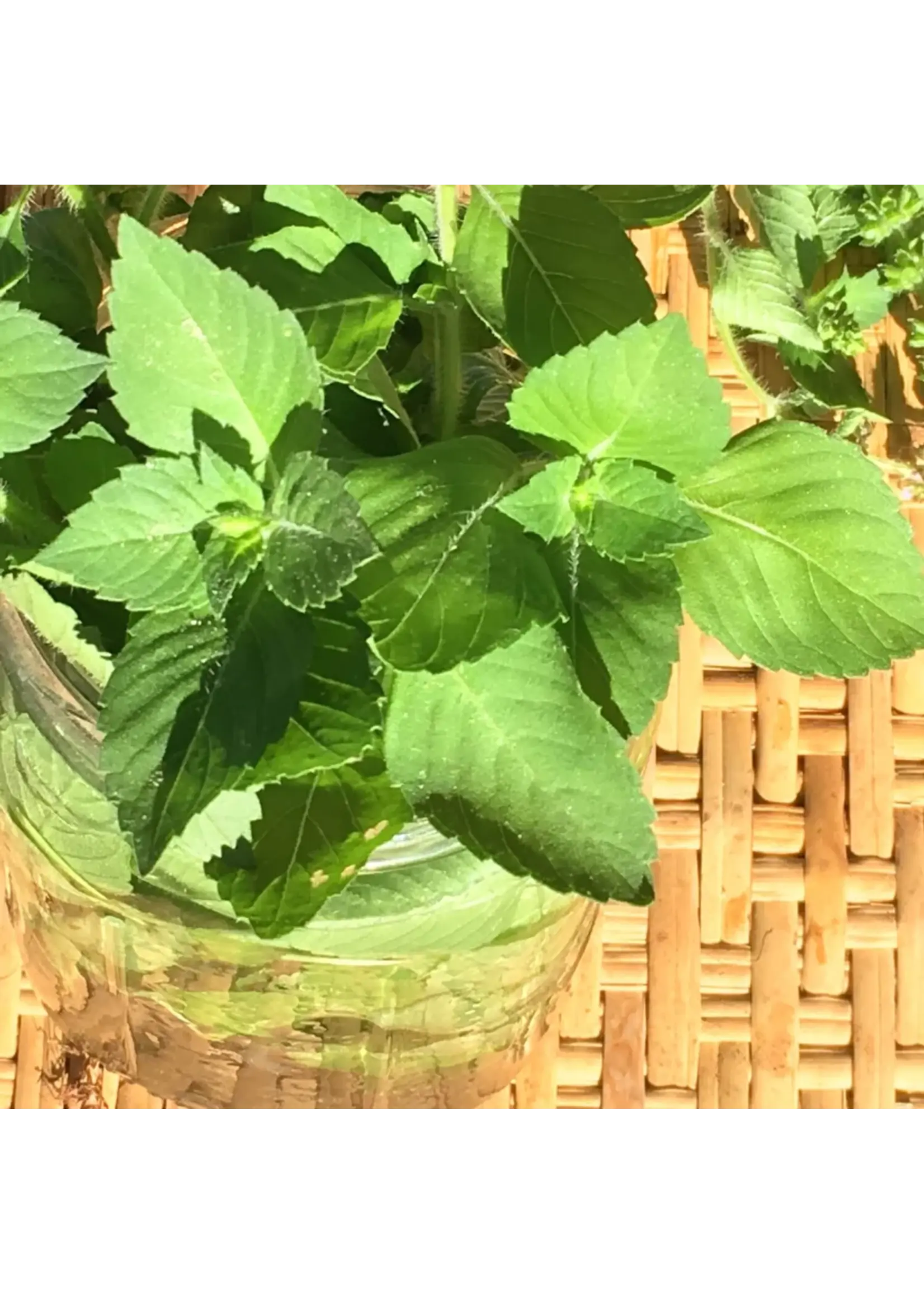 Redwood Seeds Tulsi Holy Basil Organic