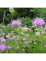 Redwood Seeds Wild Bergamot Seeds Organic