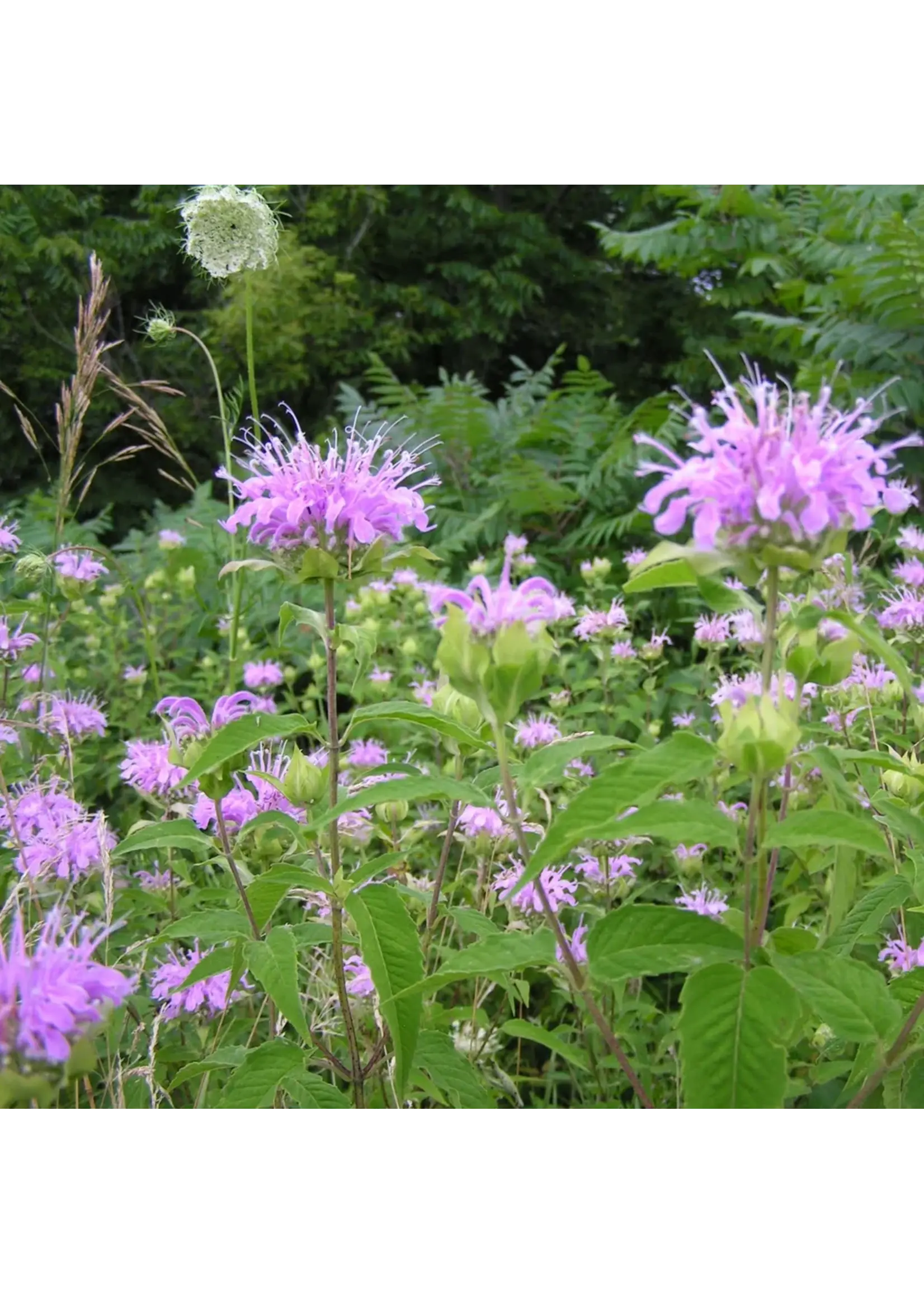 Redwood Seeds Wild Bergamot Seeds Organic