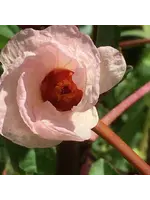 Redwood Seeds Hibiscus Roselle Seeds Organic