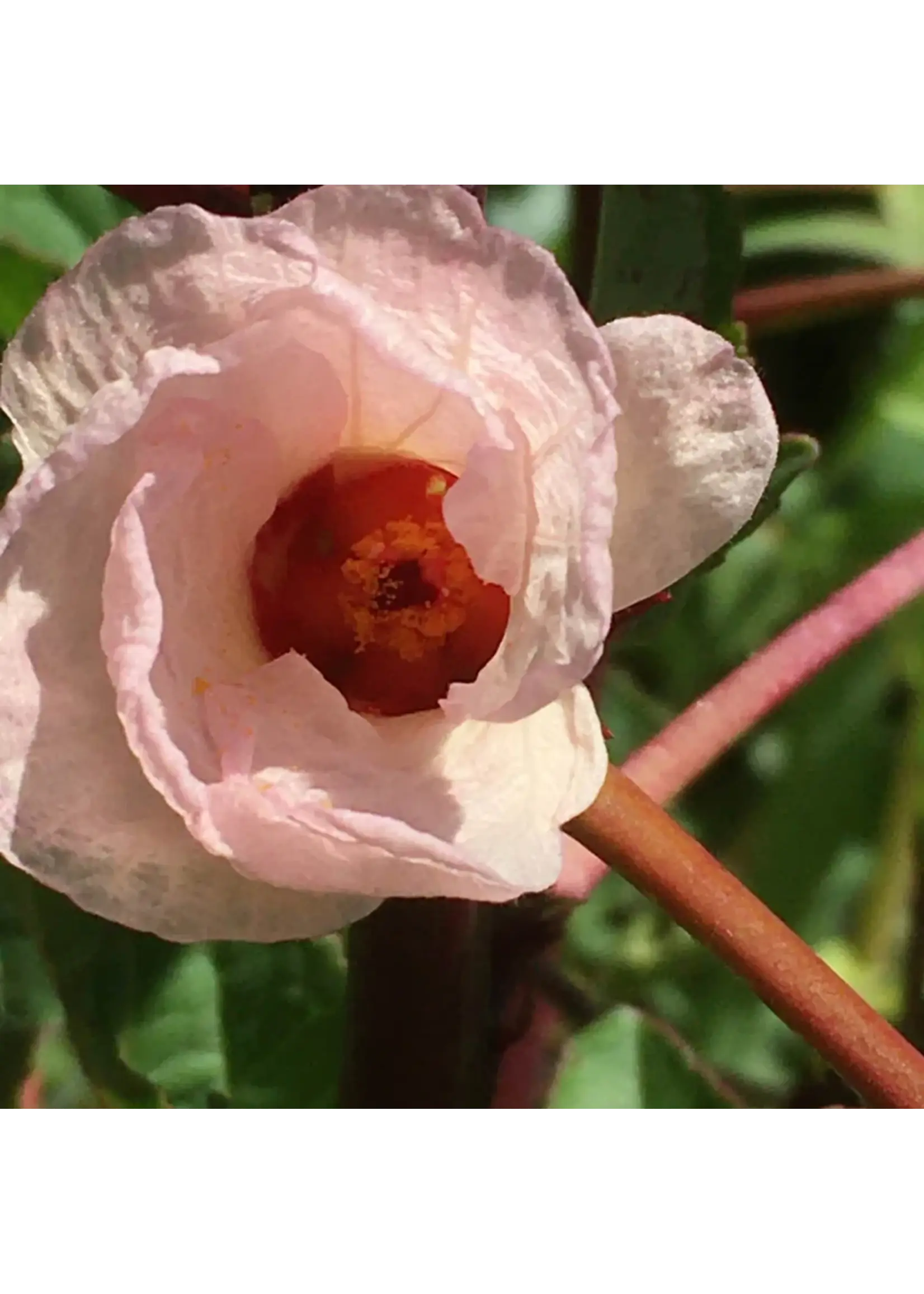 Redwood Seeds Hibiscus Roselle Seeds Organic