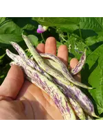 Redwood Seeds Bean Bush - Dragons Tongue Organic