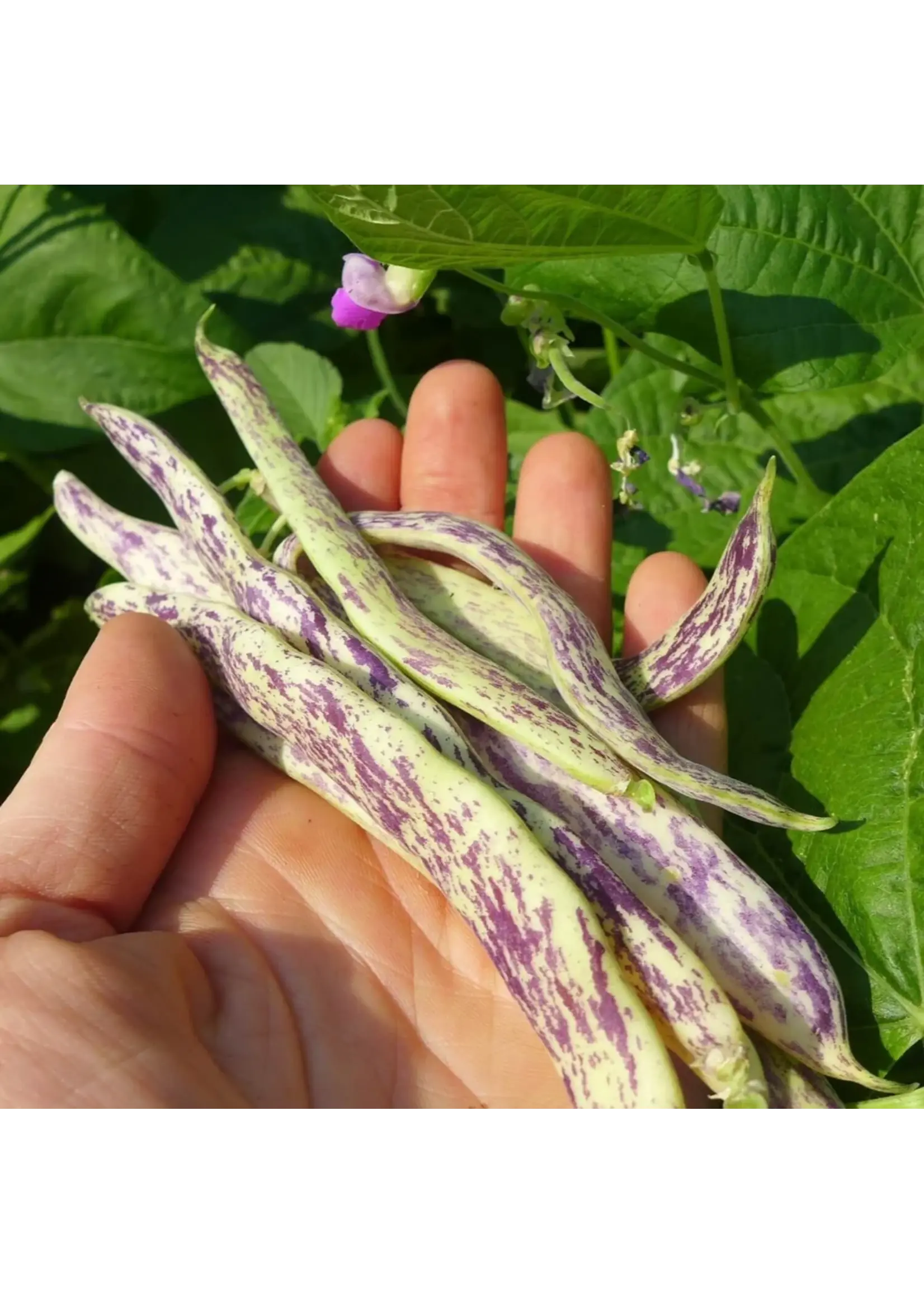 Redwood Seeds Bean Bush - Dragons Tongue Organic