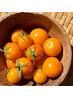 Redwood Seeds California Sungold Cherry Tomato Organic