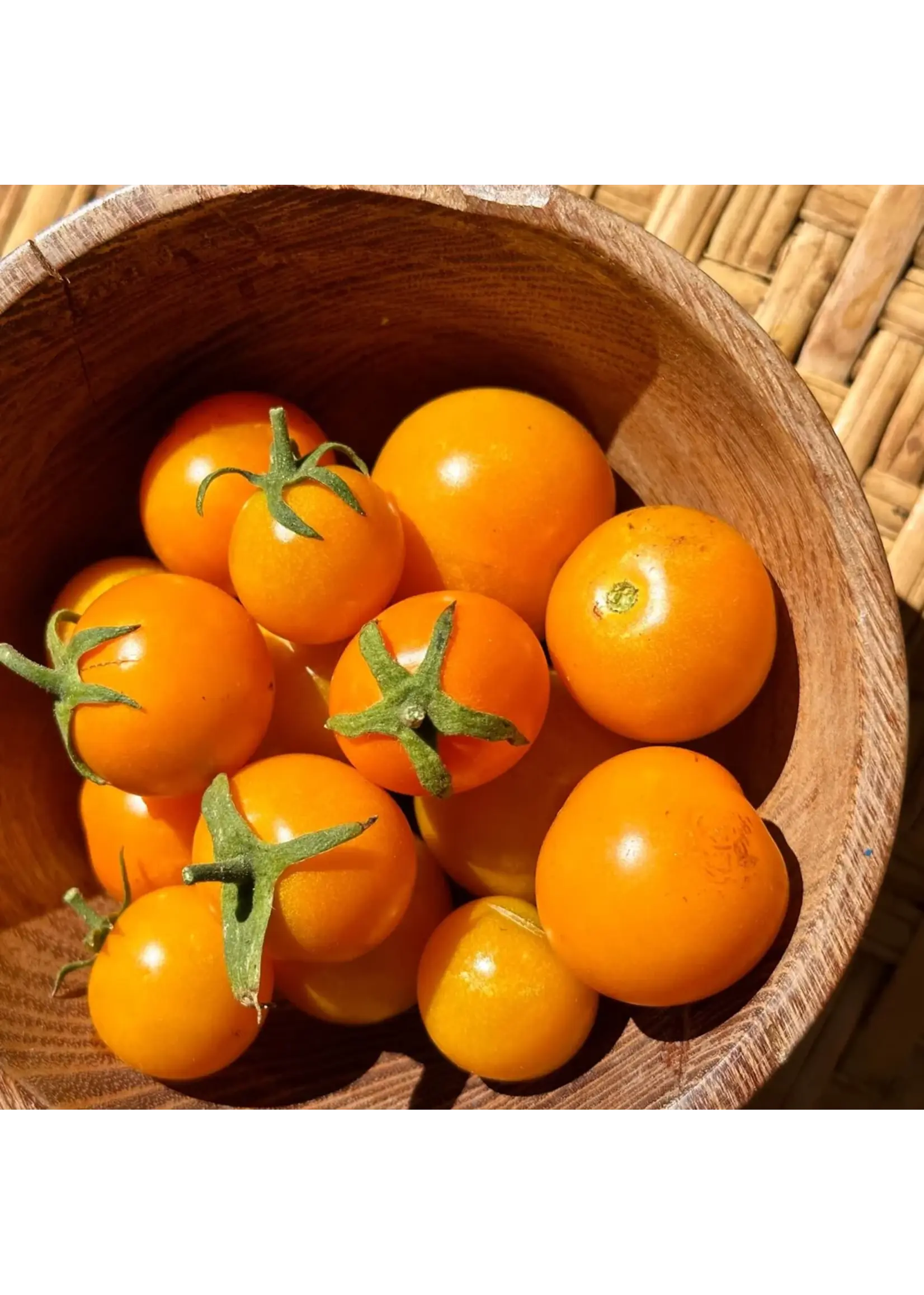 Redwood Seeds California Sungold Cherry Tomato Organic