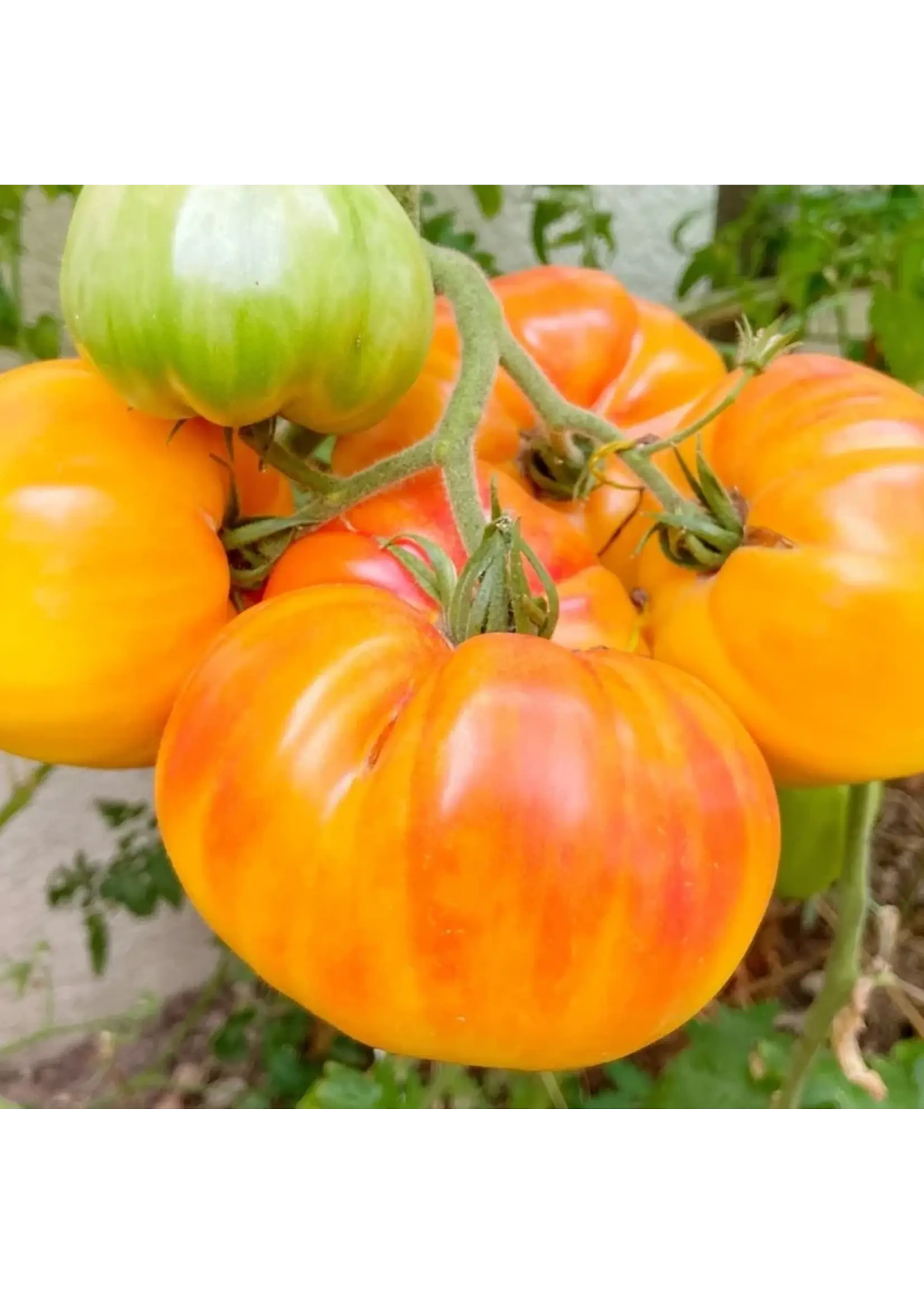 Botanical Interests Tomato Pole Pineapple