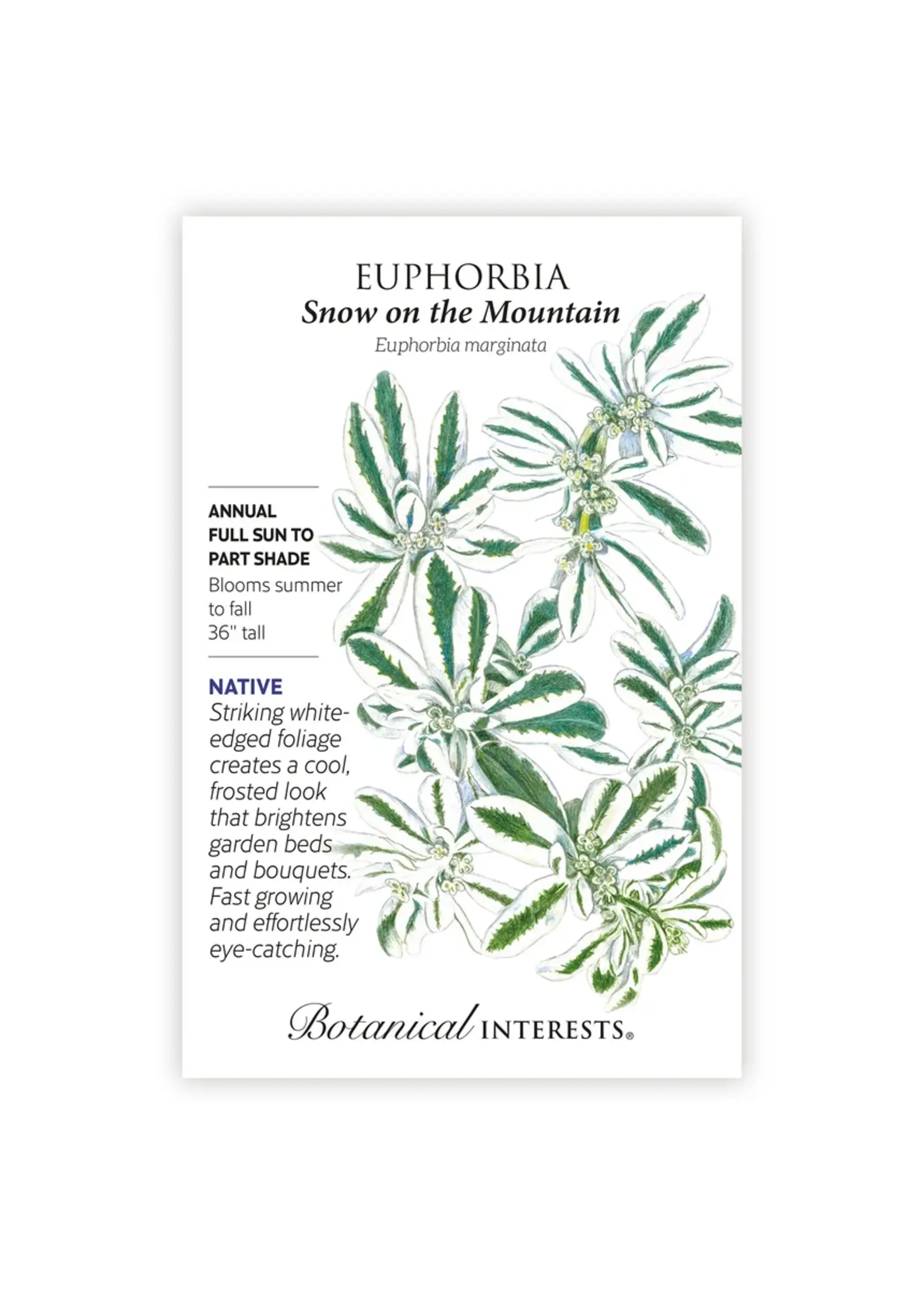Botanical Interests Euphorbia Snow on the Mountain