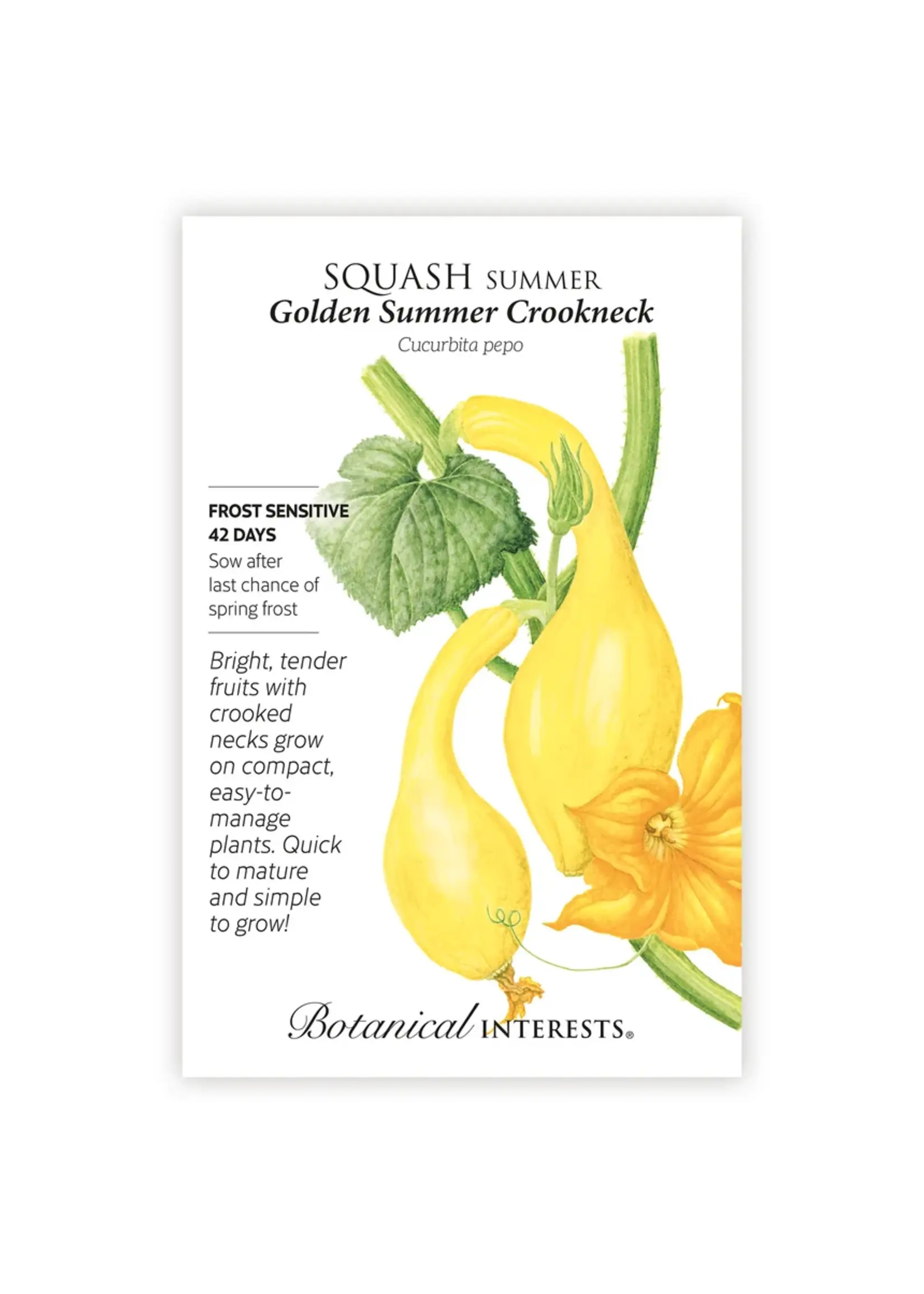 Botanical Interests Squash Summer Golden Summer Crookneck