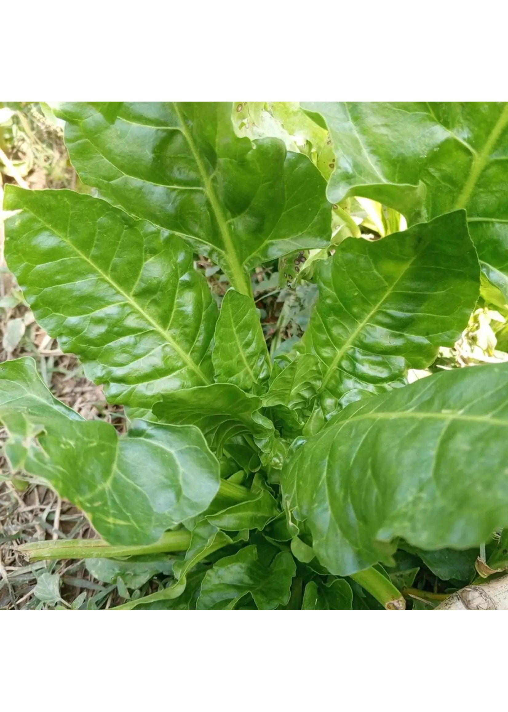 Botanical Interests Swiss Chard Perpetual Spinach