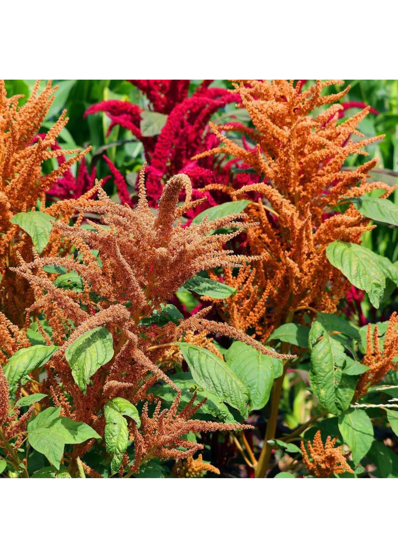 Botanical Interests Amaranth Hot Biscuits