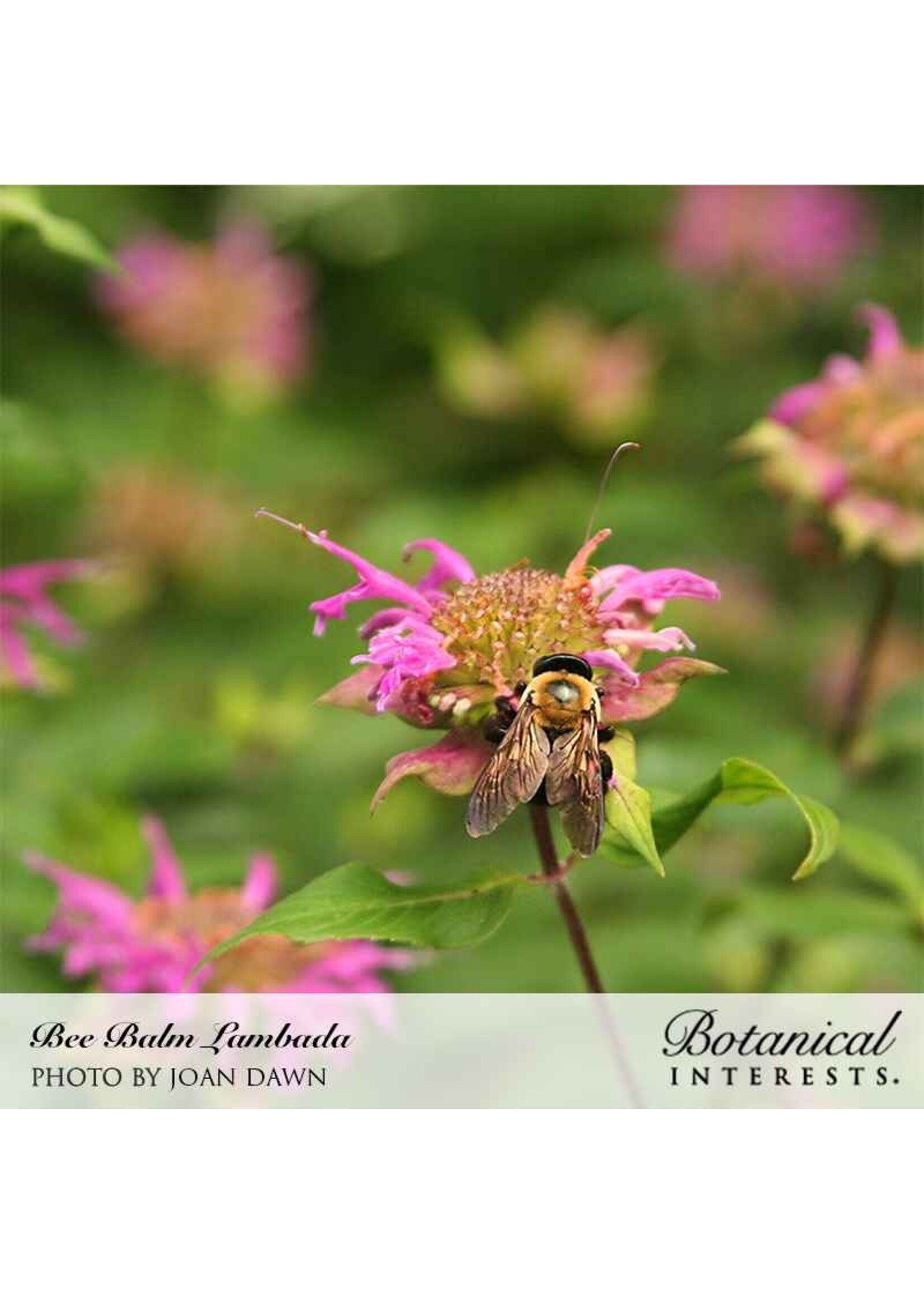 Botanical Interests Bee Balm Lambada