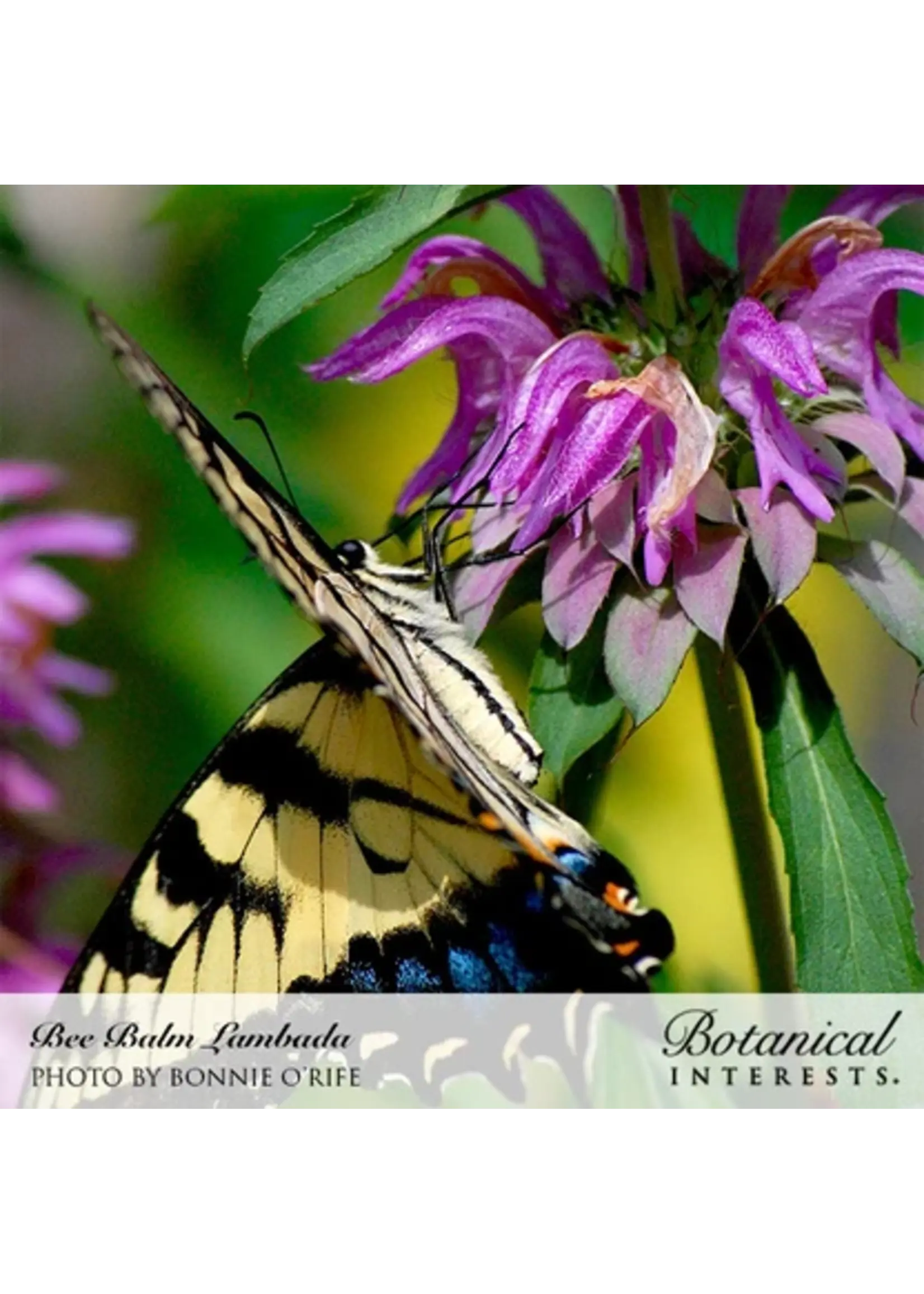 Botanical Interests Bee Balm Lambada