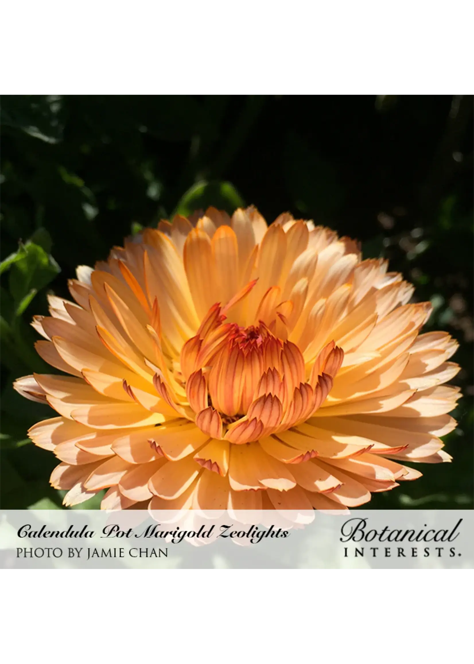 Botanical Interests Calendula Zeolights Organic